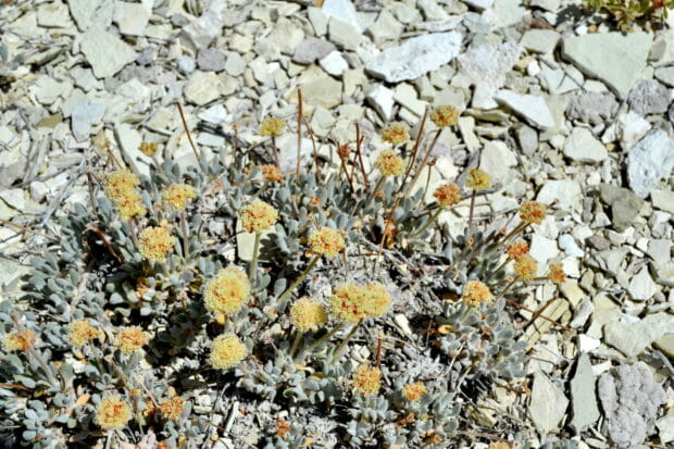 FILE PHOTO: Tiehm's buckwheat plant is seen in this undated photo provided by the U.S. Fish and Wildlife Service.   Courtesy of USFWS/Sarah Kulpa/Handout via REUTERS