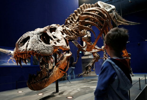 FILE PHOTO: A child looks at a 67 million year old skeleton of a Tyrannosaurus, named Trix, during the first day of the exhibition "A T-Rex in Paris" at the French National Museum of Natural History in Paris, France, June 6, 2018. REUTERS/Philippe Wojazer