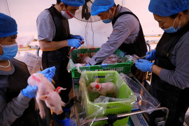 Employees give ear tags for newborn piglets at a breeding farm of Best Genetics Group (BGG), a Chinese pig breeding company in Chifeng, Inner Mongolia Autonomous Region, China February 27, 2022. Picture taken February 27, 2022. REUTERS/Tingshu Wang