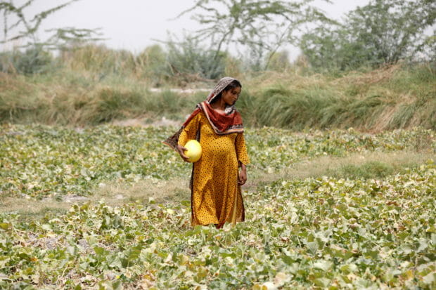 Heavily Pregnant, Sonari, collects muskmelons during a heatwave, at a farm on the outskirts of Jacobabad, Pakistan, May 17, 2022. "When the heat is coming and we're pregnant, we feel stressed," said Sonari.  REUTERS/Akhtar Soomro