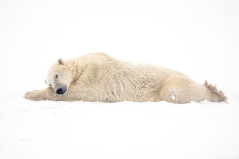 Canada's Western Hudson Bay polar bear population has fallen 27% in just five years