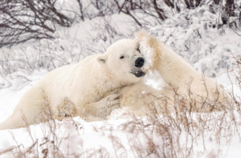 Canada's Western Hudson Bay polar bear population has fallen 27% in just five years
