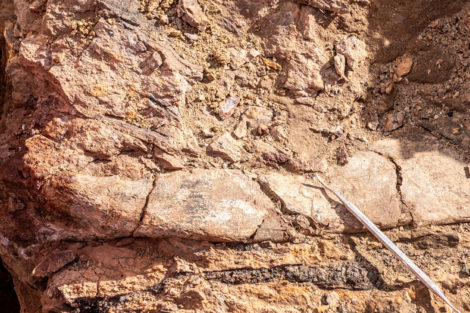 Científicos descubren megaraptores, fósiles de dinosaurios emplumados en la Patagonia chilena