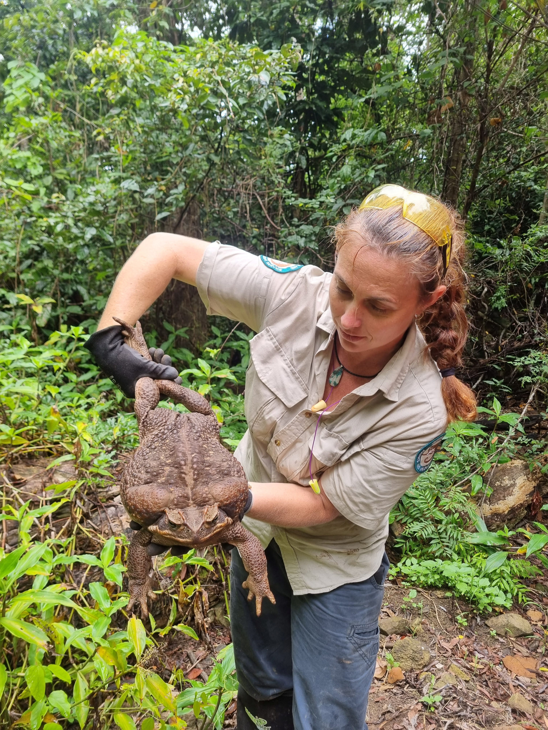 Australian park rangers say 'Toadzilla' could be world's biggest toad ...