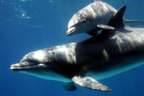 Dolphins, porpoises, killer whales, sperm whales, and other toothed whales produce an array of sounds