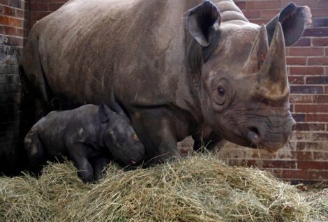 A third critically endangered Eastern black rhinoceros was born within a year in the Czech Safari Park Dvur Kralove