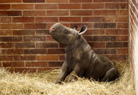 A third critically endangered Eastern black rhinoceros was born within a year in the Czech Safari Park Dvur Kralove