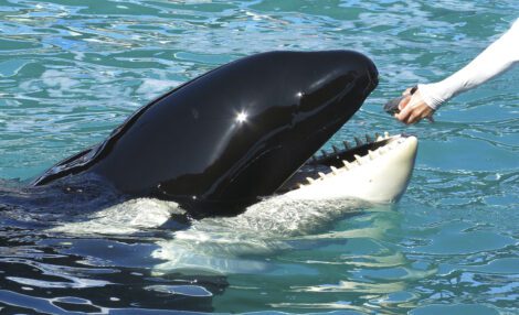 A Florida aquarium has reached a deal with animal welfare advocates to release Lolita, a 5,000-pound (2,268 kg) killer whale held in captivity for more than half a century