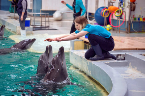At the dolphinarium in the Black Sea port city of Constanta, Romanian and Ukrainian trainers are letting dolphins guide them despite language barriers.