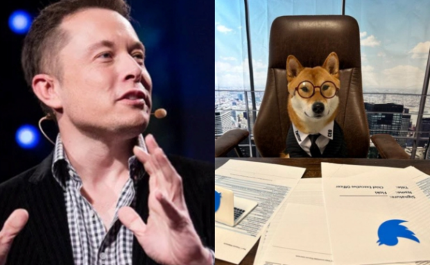 This is Elon Musk's Dog and its owner.