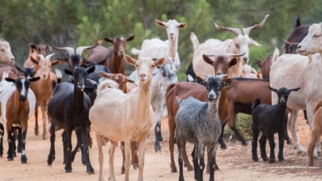 In the wildfires-hit southern Chilean city of Santa Juana, locals have a special task force helping fight blazes: a herd of goats.
