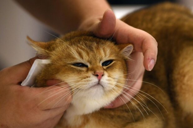 This photo taken on April 1, 2023 shows a cat being groomed at the WCF International Cat Show in Hanoi. (Photo by Nhac NGUYEN / AFP)