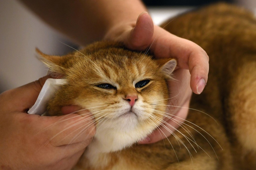 Hurt felines Japanese app aims to detect cat pain Inquirer Technology