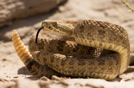 A study finds that rattlesnakes seem to gain a sense of well-being when they wriggle into sort of a group hug with other rattlers.