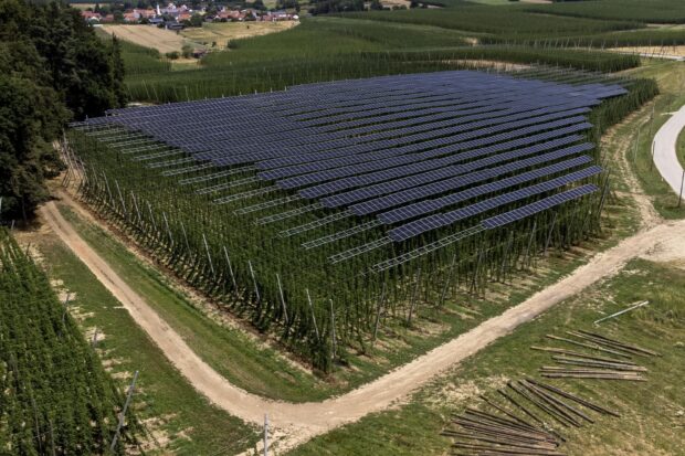 Solar Panels Promote Flourishing Hops for Beer Production