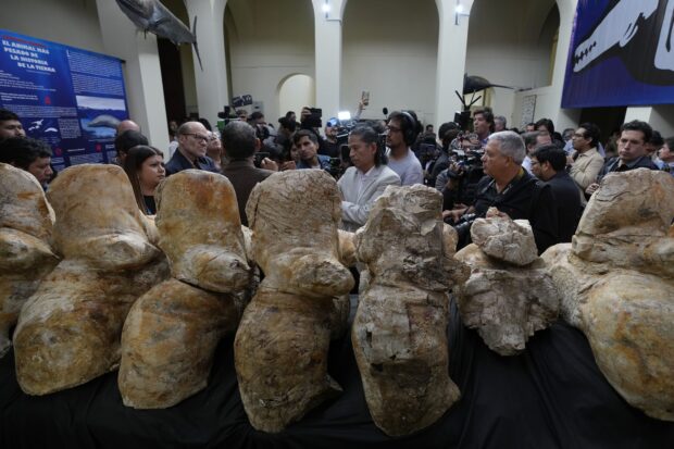 This Ancient Whale Found in the Peruvian Desert Could Be the Largest Animal Ever