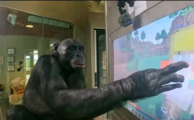 Discover the early gaming days of Kanzi, the Minecraft gamer monkey, as he takes his first steps into the virtual realm.