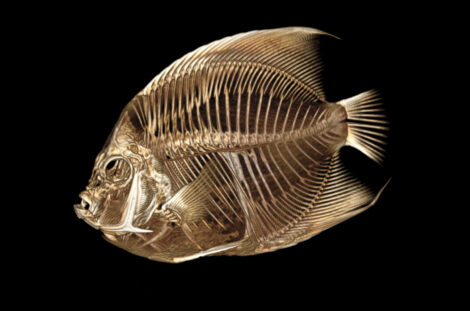 A French angelfish with a funny float gets a CT scan at Denver Zoo