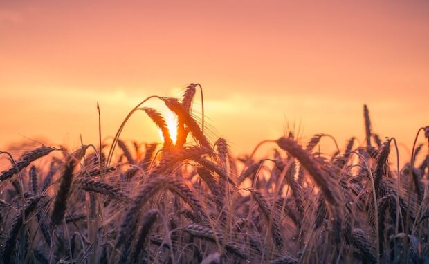 Climate-Resilient Crops