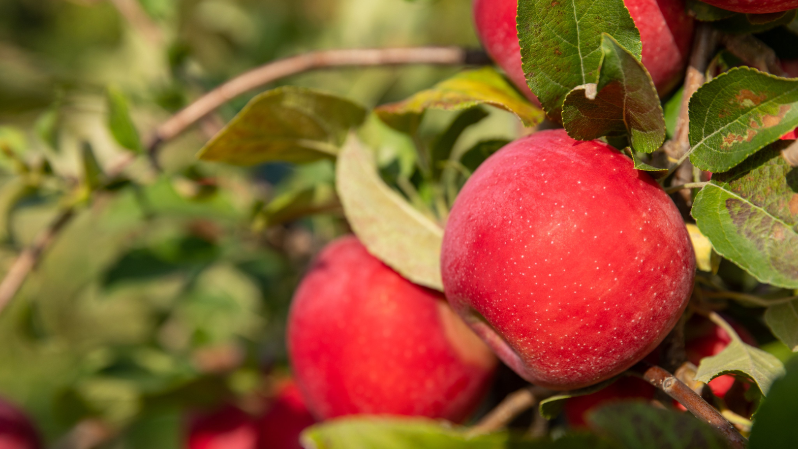 Kudos from U: New Minnesota apple variety is cross between Honeycrisp,  Zestar