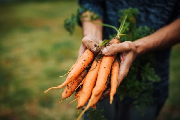 newly harvested carrots