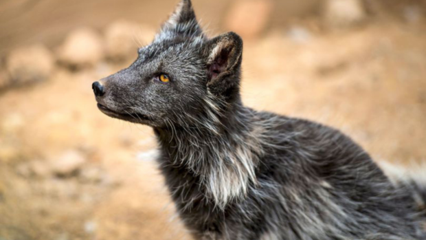 Bekijk ‘s werelds eerste hybride tussen een hond en een vos