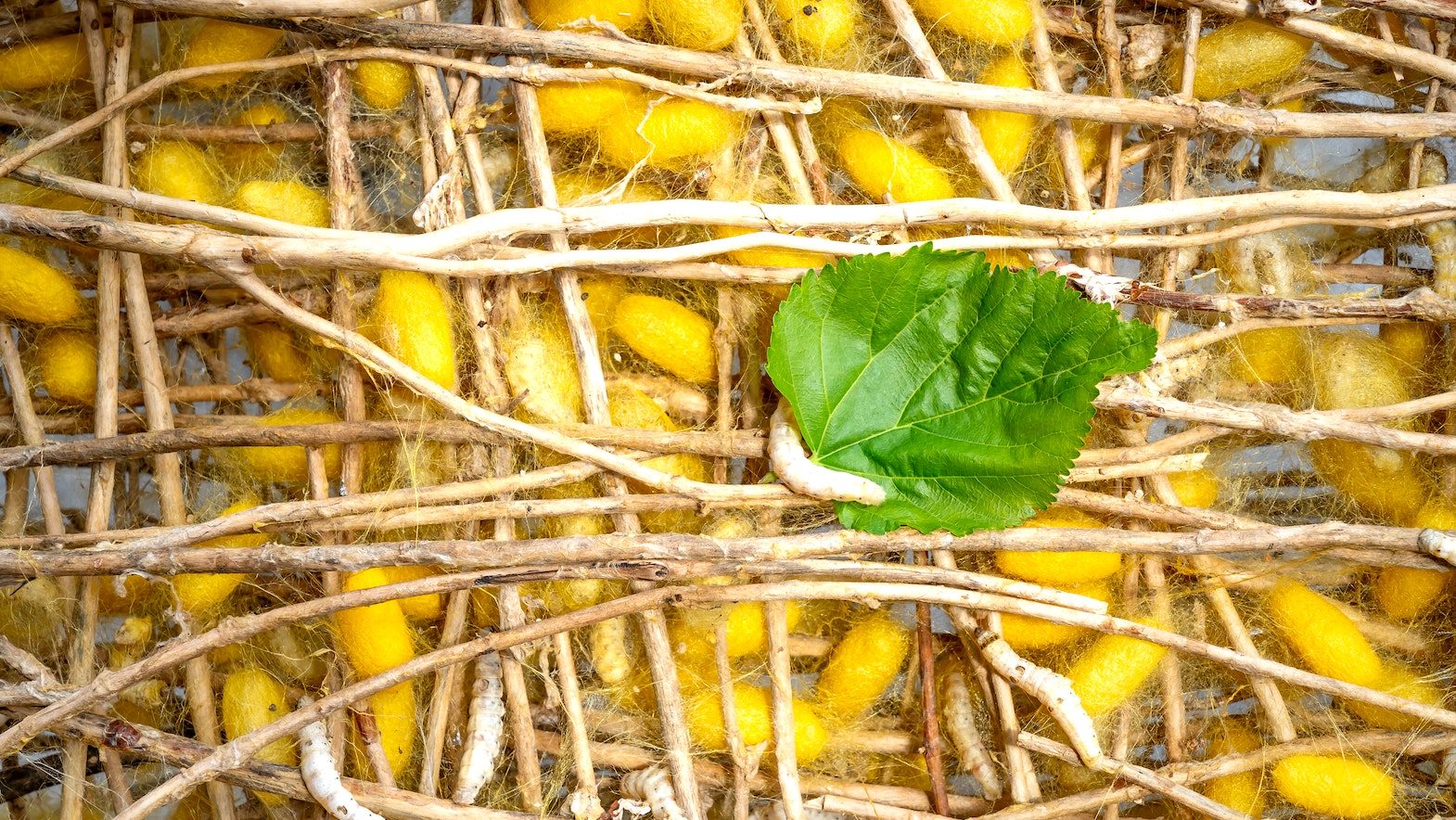 Spider silk from worms tougher than Kevlar Inquirer Technology