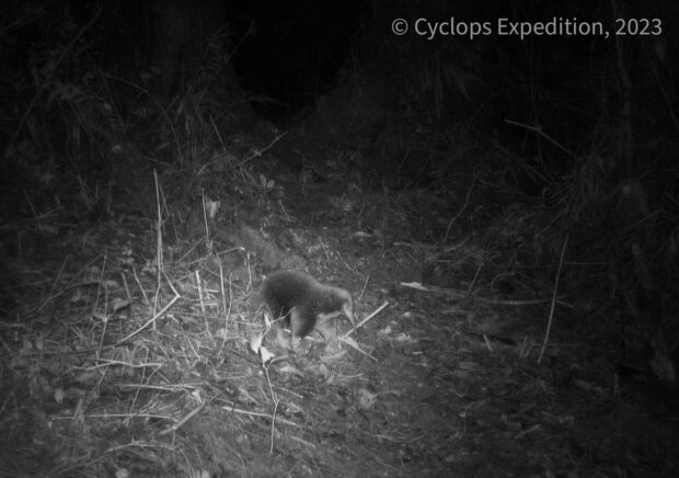 Scientists discover a long-lost species of mammal in Indonesia's Cyclops Mountains more than 60 years after it was last recorded.