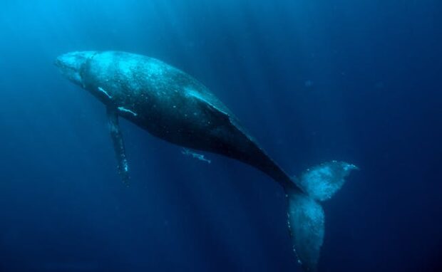 Mechanisms behind whale communication explained in-depth.