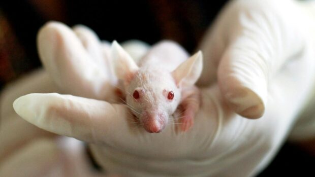 Pinapatay ng mutant coronavirus ang 100% ng ‘humanized mice’