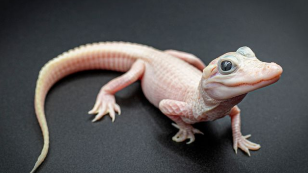 Ang pinakapambihirang alligator sa mundo ay napisa kamakailan