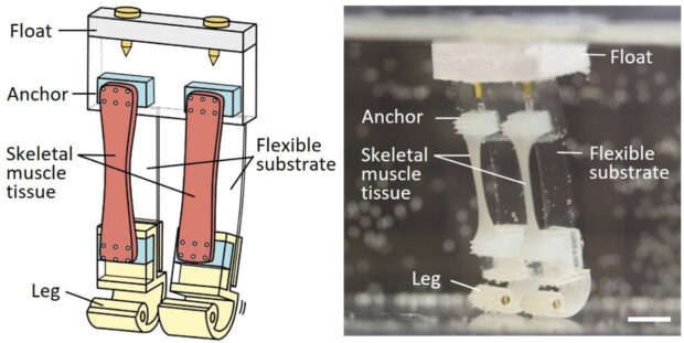University of Tokyo researchers created a new bipedal robot that runs with living muscle tissue. 