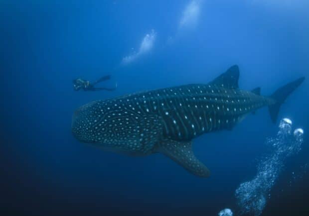 Galapagos Islands, unique creatures at risk from warming waters