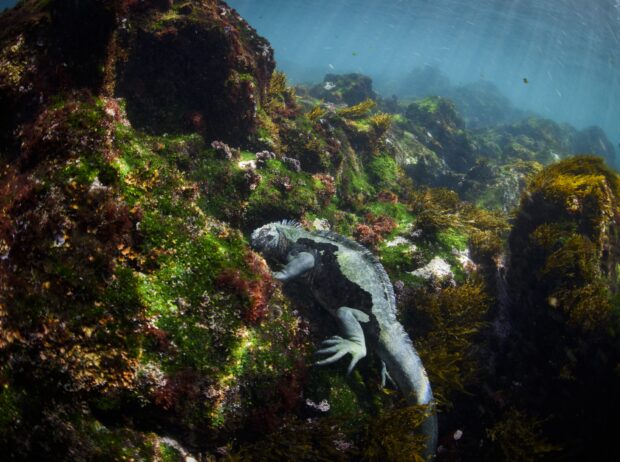 Galapagos Islands, unique creatures at risk from warming waters