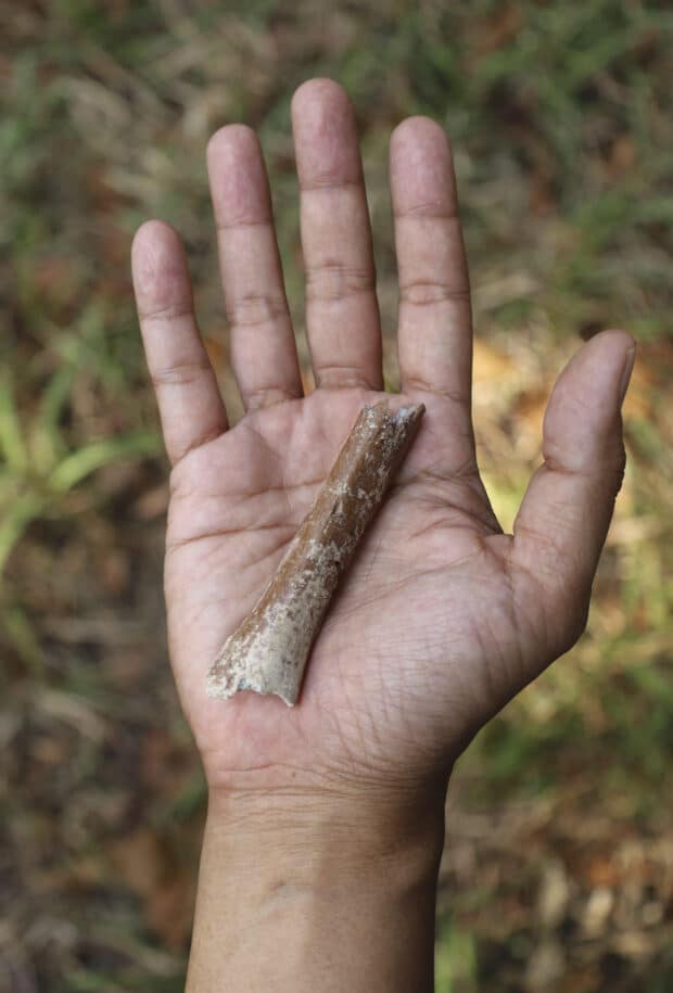 fossils of 'hobbits' that roamed Indonesian island