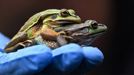 Frogs saved from flesh-eating fungus with the help of a sauna