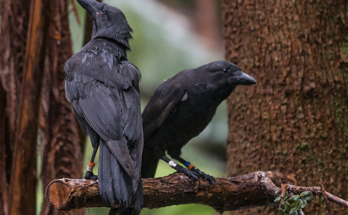 Hawaiian crow that went extinct in the wild decades ago released on Maui