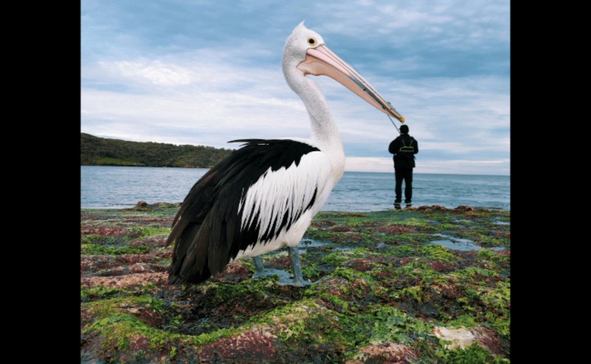 This is Justin Mendoza's "Pick a Beak."