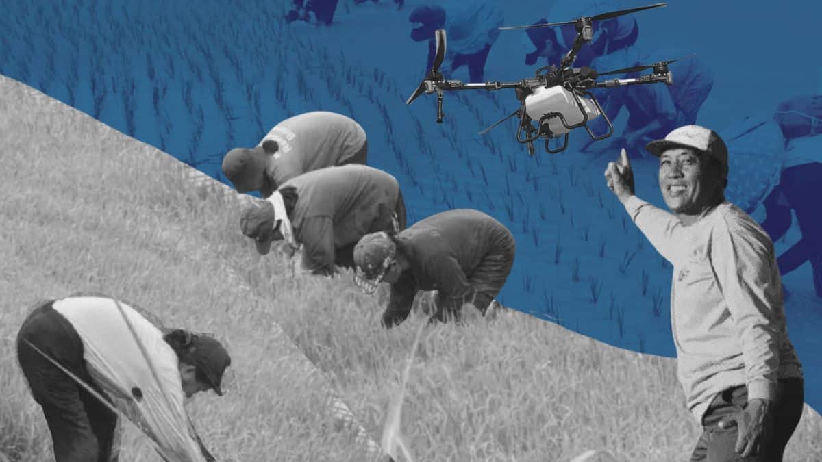 The Philippine Rice Research Institute’s Drones4Rice initiative is pushing rice production deeper into digital agriculture, using drones to automate seeding, spraying and fertilizer application — a shift supporters say can cut labor costs and improve precision, but one assessment warns could also displace hundreds of thousands of rural jobs and create long-term “hidden costs” tied to soil degradation.