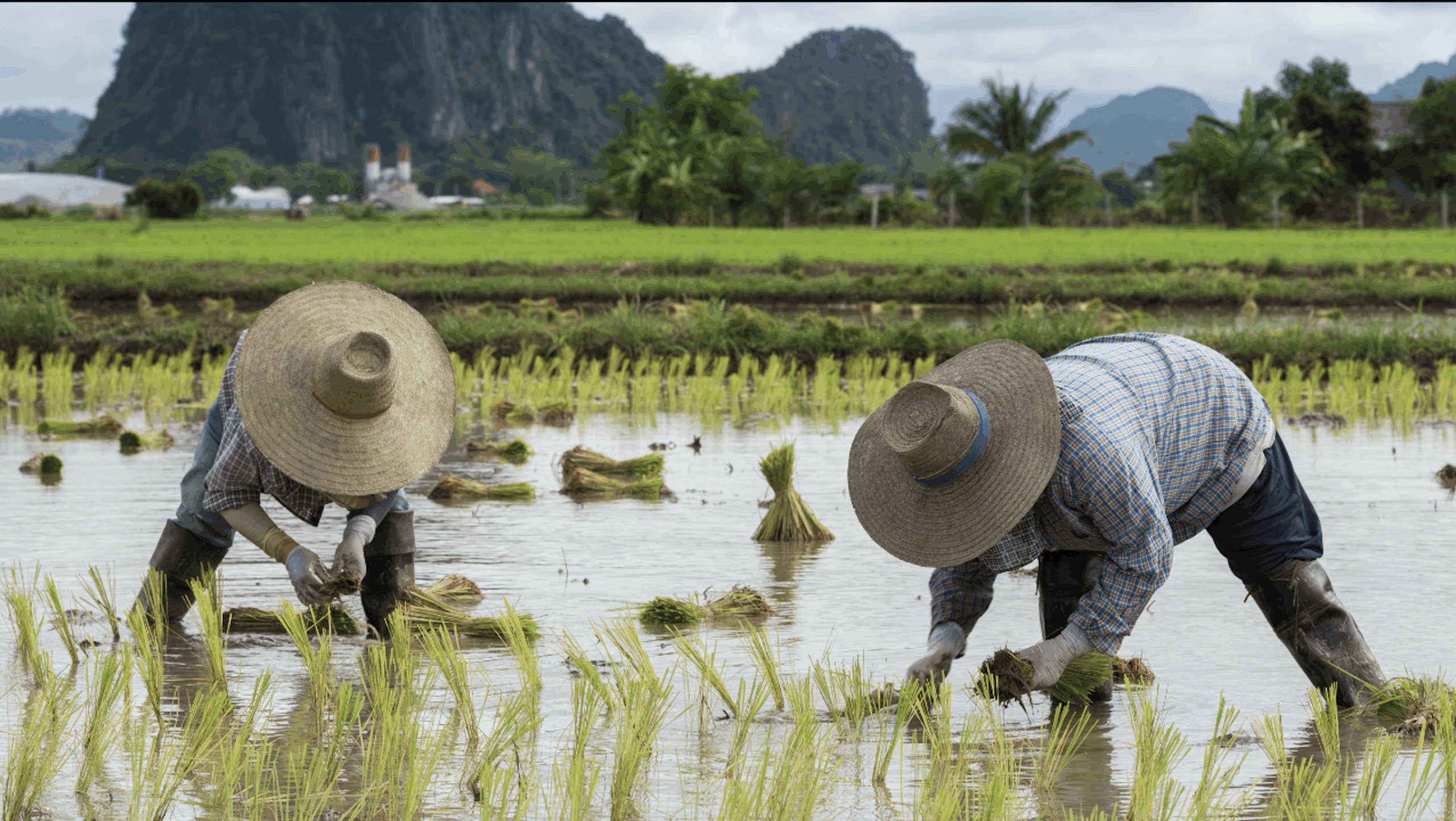 Farmers transplant rice seedlings by hand in a flooded paddy, following the traditional method of planting. Retired UPLB professor Dr. Teodoro C. Mendoza estimates that scaling drone seeding and spraying to half of the country’s rice areas could displace 460,000 to 540,000 rural jobs, with annual wage losses of about P27.5 billion.