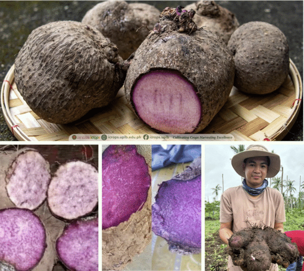 Ang pinahusay na mga accession ng purple yam na binuo ng mga mananaliksik sa University of the Philippines Los Baños ay nagpapakita ng iba't ibang kulay ng purple na laman, isang pangunahing katangian na tina-target kasama ng mas mataas na ani at pinahusay na kalidad ng nutrisyon. (Larawan sa kagandahang-loob ng ICropS-UPLB)